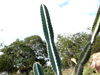 Cereus jamacaru