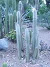 Cleistocactus hyalacanthus