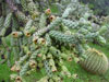 Cylindropuntia x kelvinensis