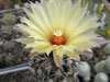 Coryphantha kracikii