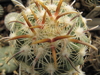 Coryphantha kracikii