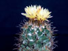 Coryphantha kracikii