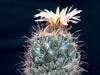 Coryphantha kracikii