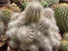 Copiapoa krainziana