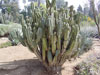 Cereus lamprospermus