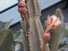 Cereus lamprospermus