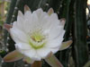 Cereus lamprospermus