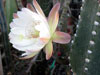 Cereus lamprospermus