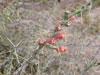 Cylindropuntia leptocaulis