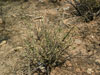 Cylindropuntia leptocaulis