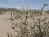 Cylindropuntia leptocaulis