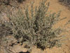 Cylindropuntia leptocaulis