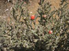 Cylindropuntia leptocaulis