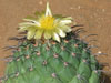 Coryphantha longicornis