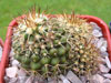 Copiapoa longistaminea