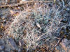 Coryphantha macromeris