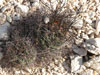 Coryphantha macromeris