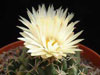 Coryphantha maiz-tablasensis