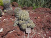 Copiapoa dealbata