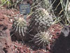 Copiapoa dealbata