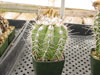 Copiapoa marginata