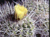 Copiapoa marginata