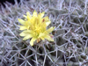 Copiapoa megarhiza