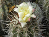 Copiapoa megarhiza