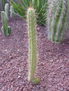 Corryocactus melanotrichus
