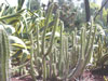 Corryocactus melanotrichus