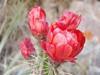 Corryocactus melanotrichus