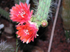 Corryocactus melanotrichus