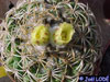 Coryphantha melleospina