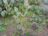 Cylindropuntia molesta