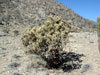 Cylindropuntia molesta