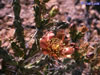 Cylindropuntia molesta