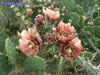 Cylindropuntia molesta