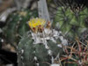 Copiapoa mollicula