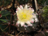 Copiapoa mollicula