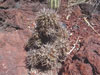 Copiapoa multicolor