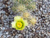 Cylindropuntia x multigeniculata