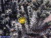 Cylindropuntia x multigeniculata