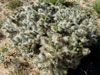 Cylindropuntia x multigeniculata