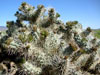 Cylindropuntia x multigeniculata