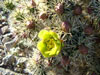 Cylindropuntia x multigeniculata