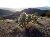 Cylindropuntia x multigeniculata