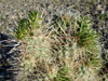 Cylindropuntia x multigeniculata