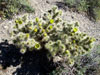 Cylindropuntia x multigeniculata