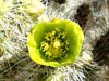 Cylindropuntia x multigeniculata