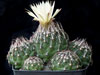 Coryphantha neglecta